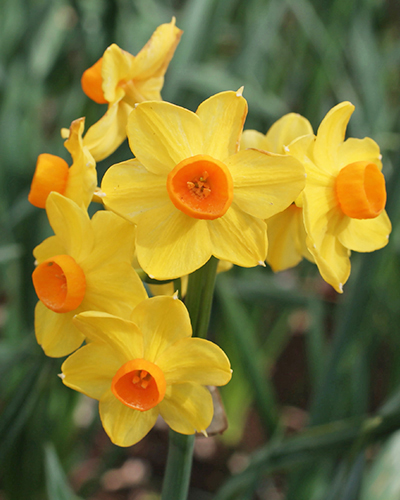 grand soleil d or.jpg